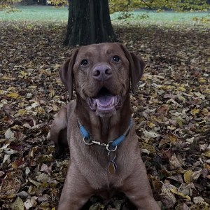 Brown dog sits on autumn leaves under a tree.