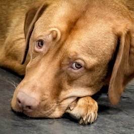 A brown dog lying down, resting its head on its paw, on a dark floor.